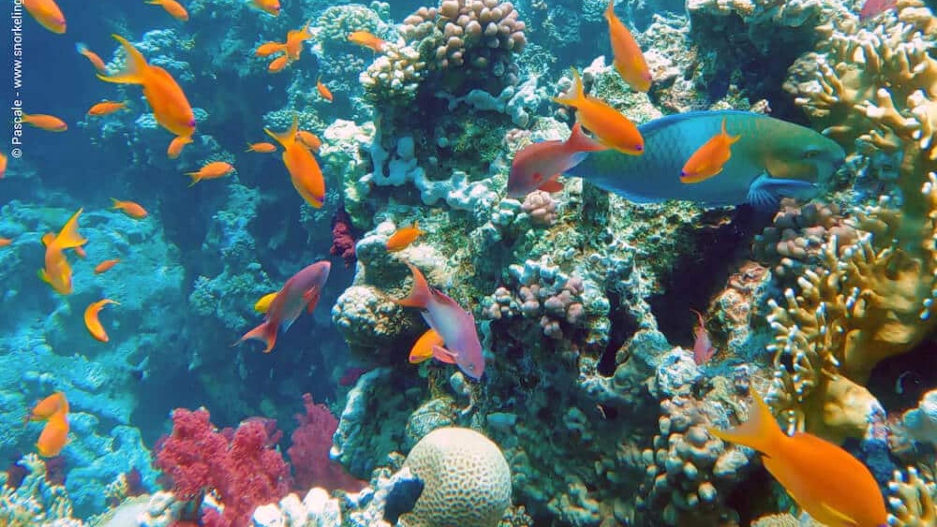 Ras Mohamed & White Island Ziyareti İçin En İyi Zaman – Detaylı Seyahat Rehberi