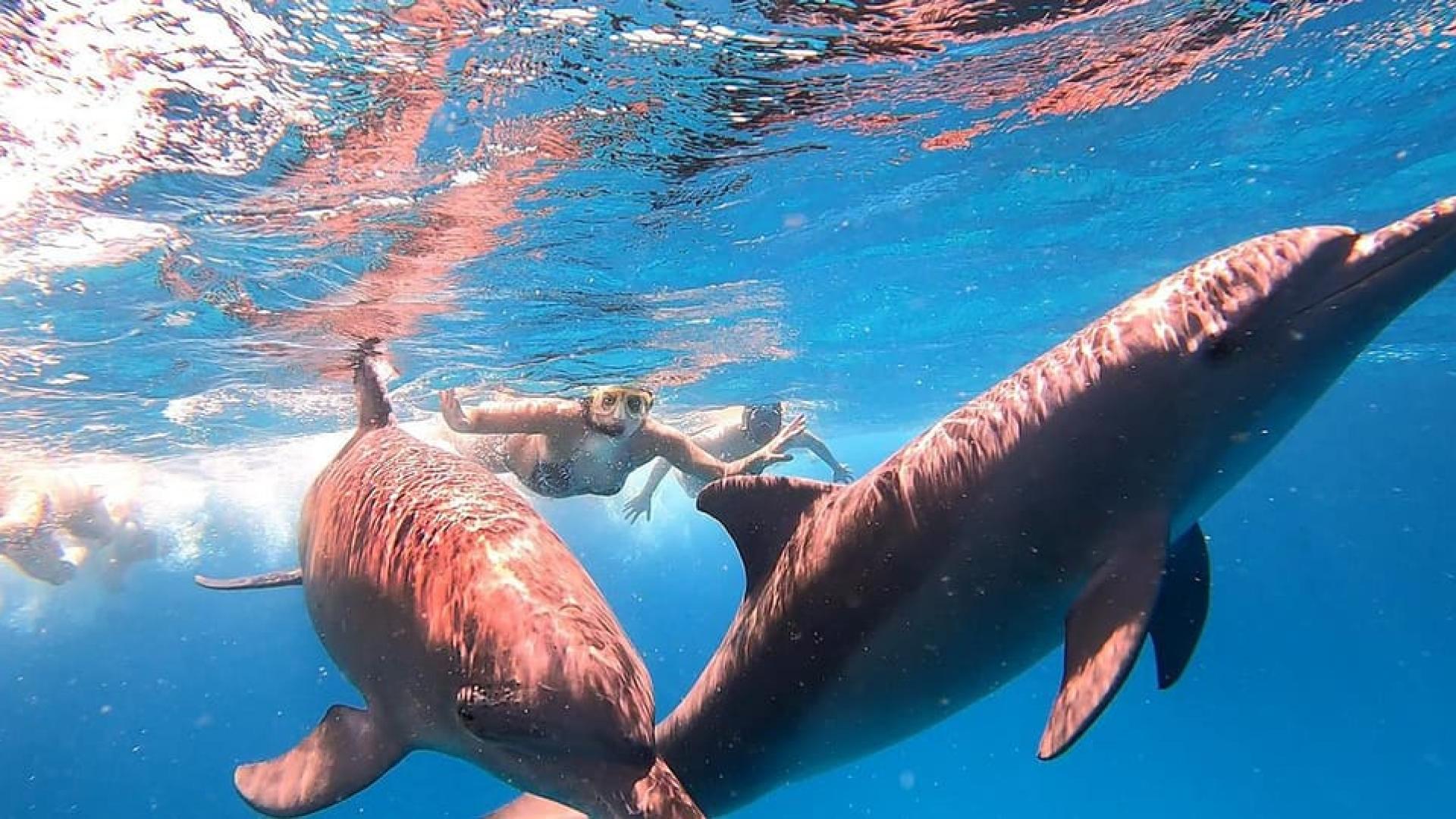 Escursione al Parco Nazionale di Ras Mohamed: guida completa per un’esperienza indimenticabile