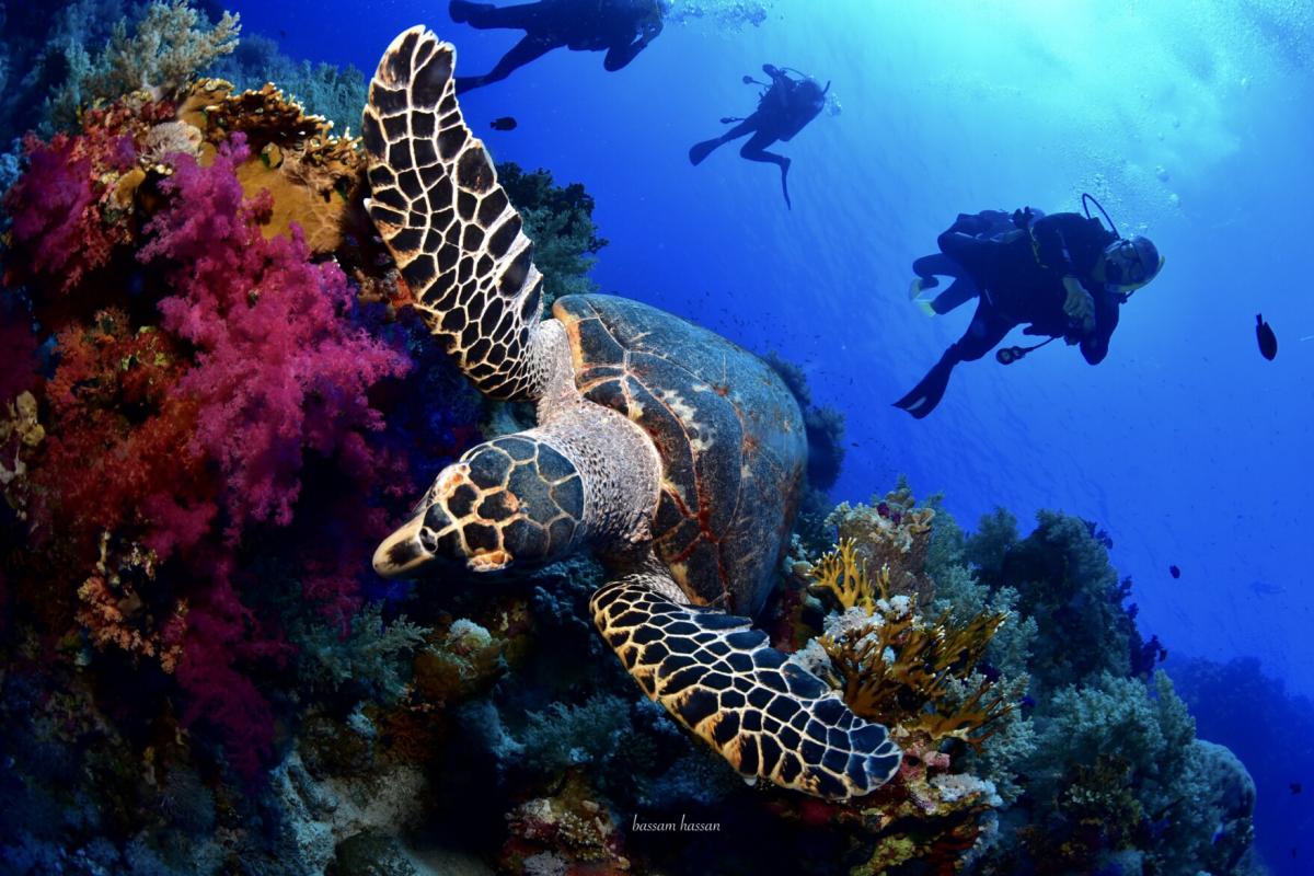 Sharm El Sheikh Neden Mısır’ın En İyi Turistik Destinasyonlarından Biri?