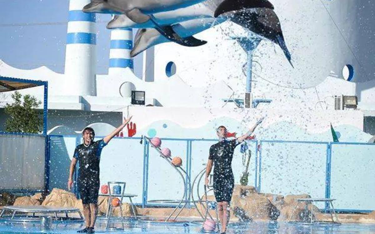 Шоу дельфинов и морских львов – Хургада