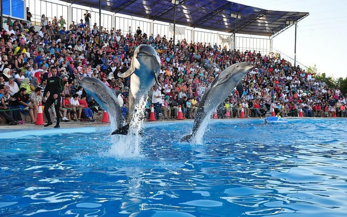 Шоу дельфинов в Шарм-эль-Шейхе