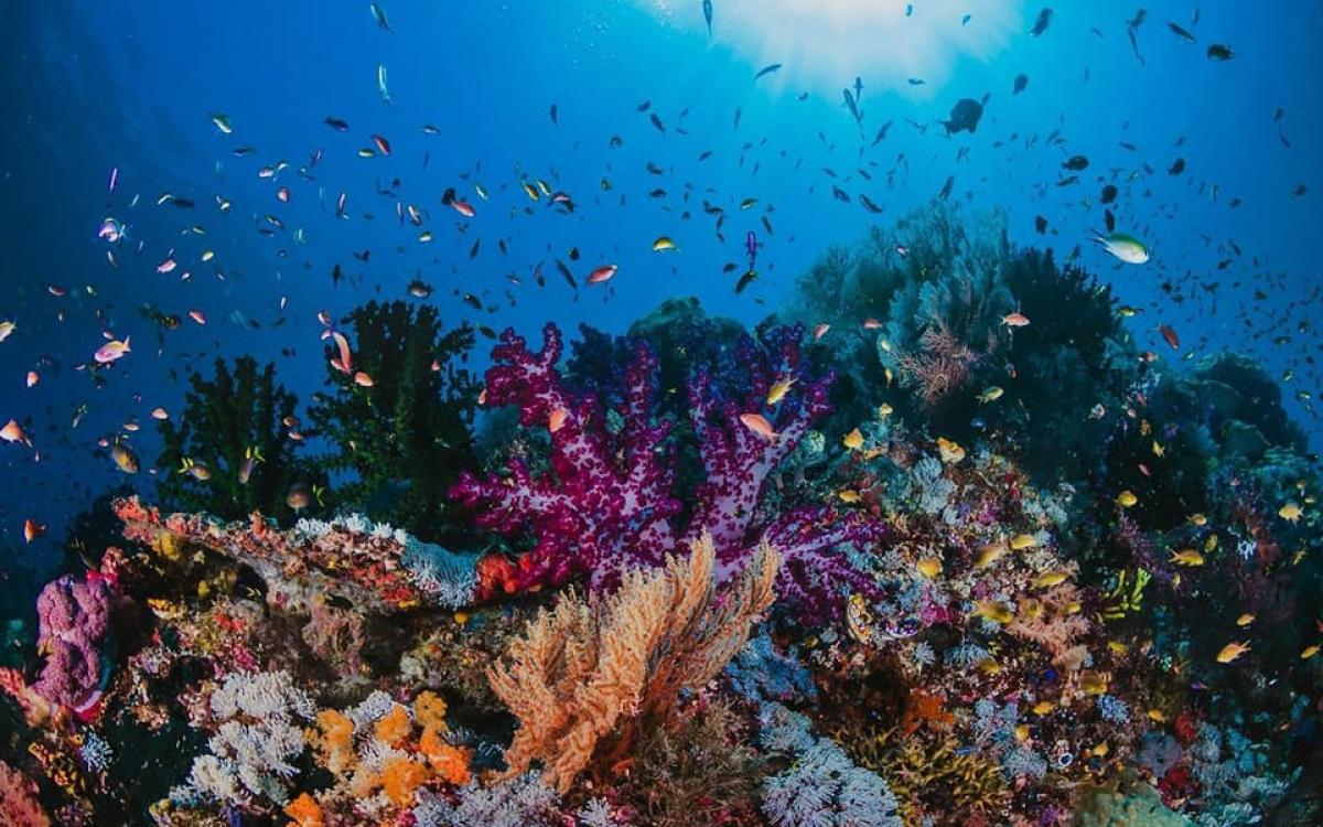 Дайвинг-тур в Хургаде – 2 погружения с обедом