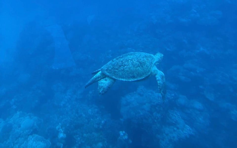 1Полуподводная лодка в Шарм-эль-Шейхе — знакомство с коралловыми рифами