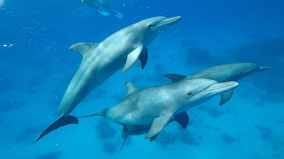 31Национальный парк Рас-Мохаммед и Белый остров на лодке